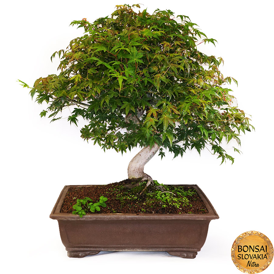 BONSAI: JAVOR, Acer palmatum