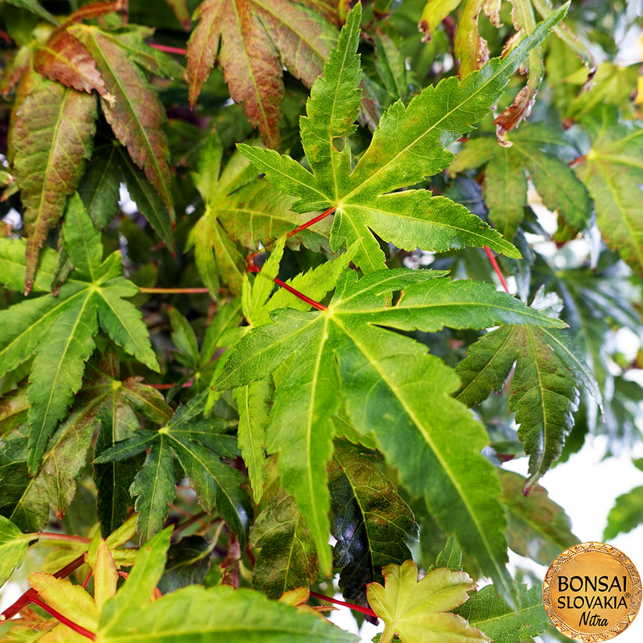 BONSAI: JAVOR, Acer palmatum