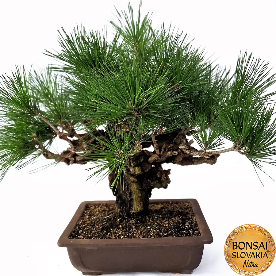 KURO MATSU 黒松 Pinus thunbergii var. corticosa 