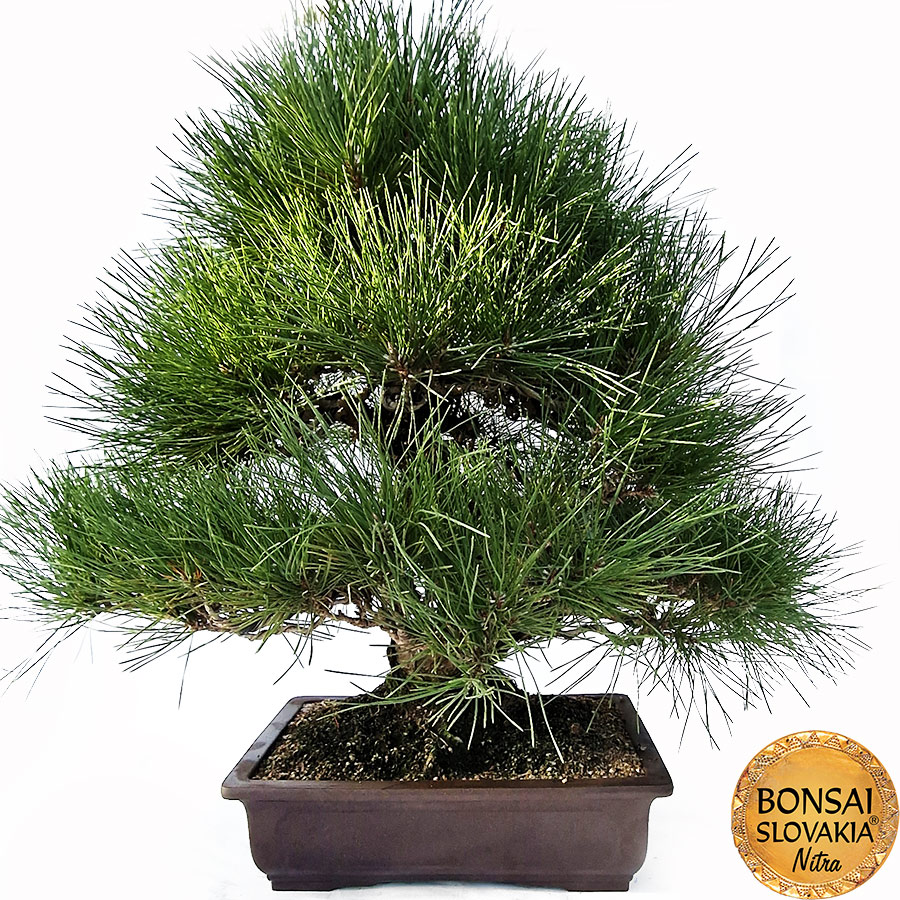 KURO MATSU 黒松 Pinus thunbergii 