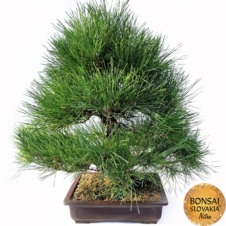 KURO MATSU 黒松 Pinus thunbergii 