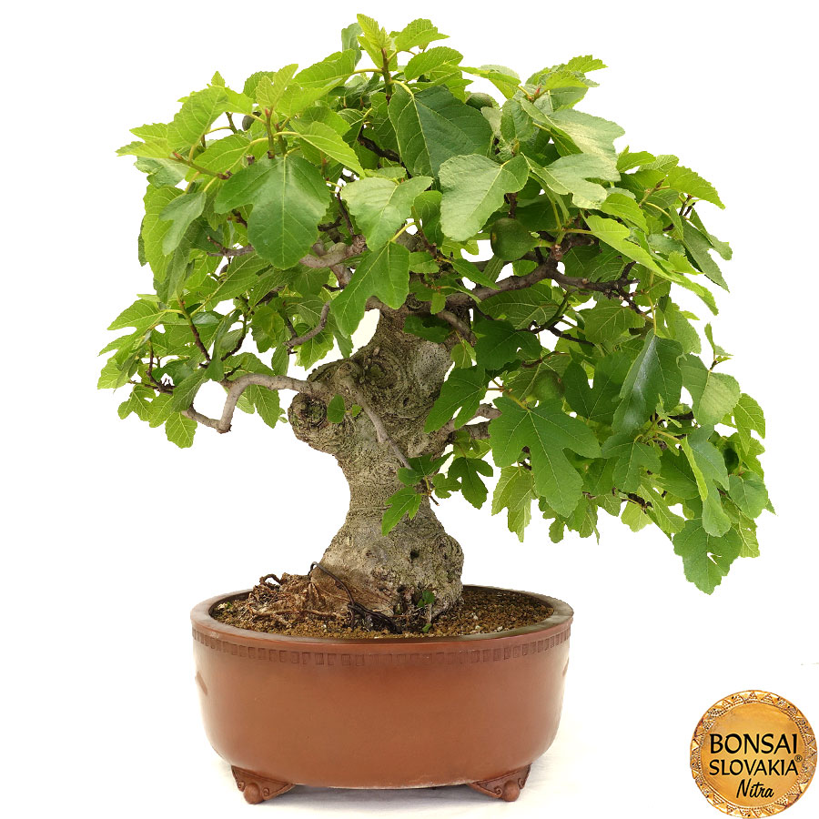 Ficus carica - 80 cm