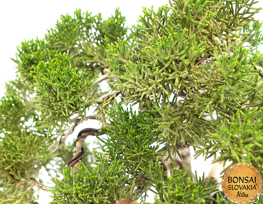Juniperus chinensis cca 75 cm