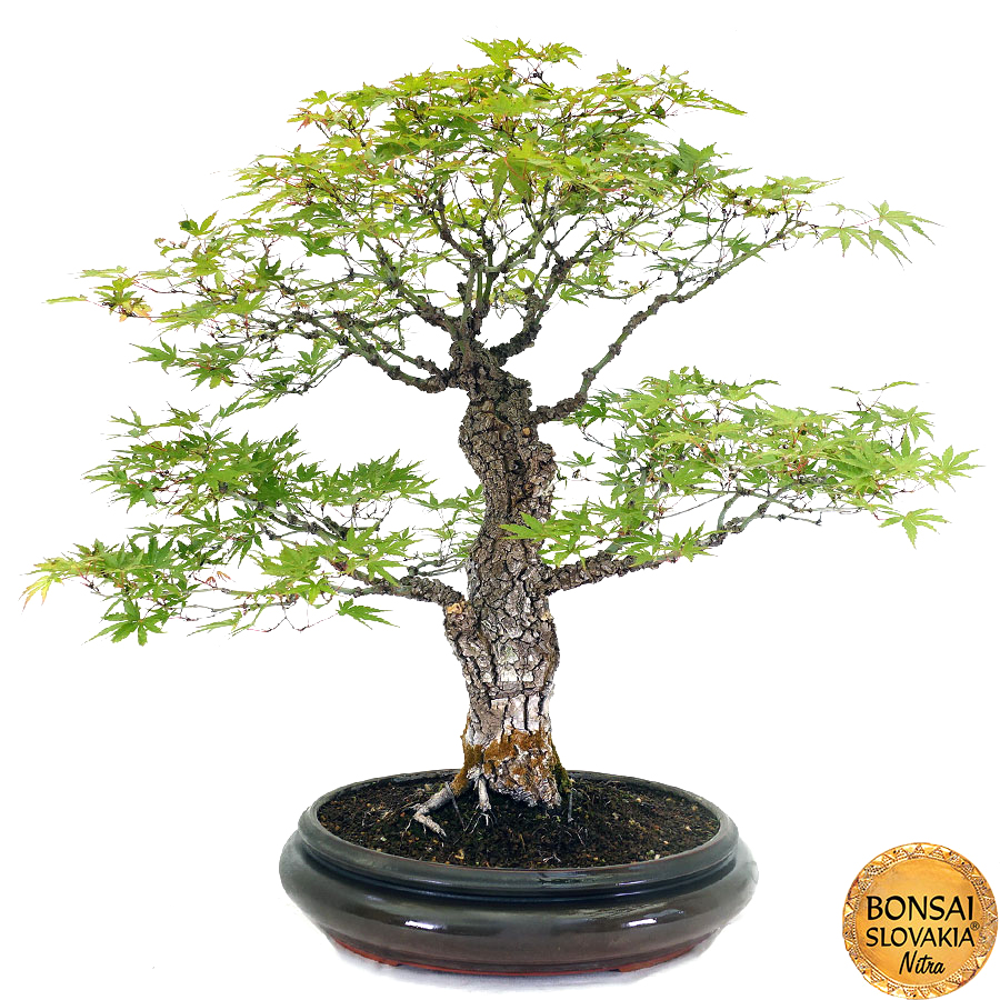 Acer palmatum - javor 80 cm