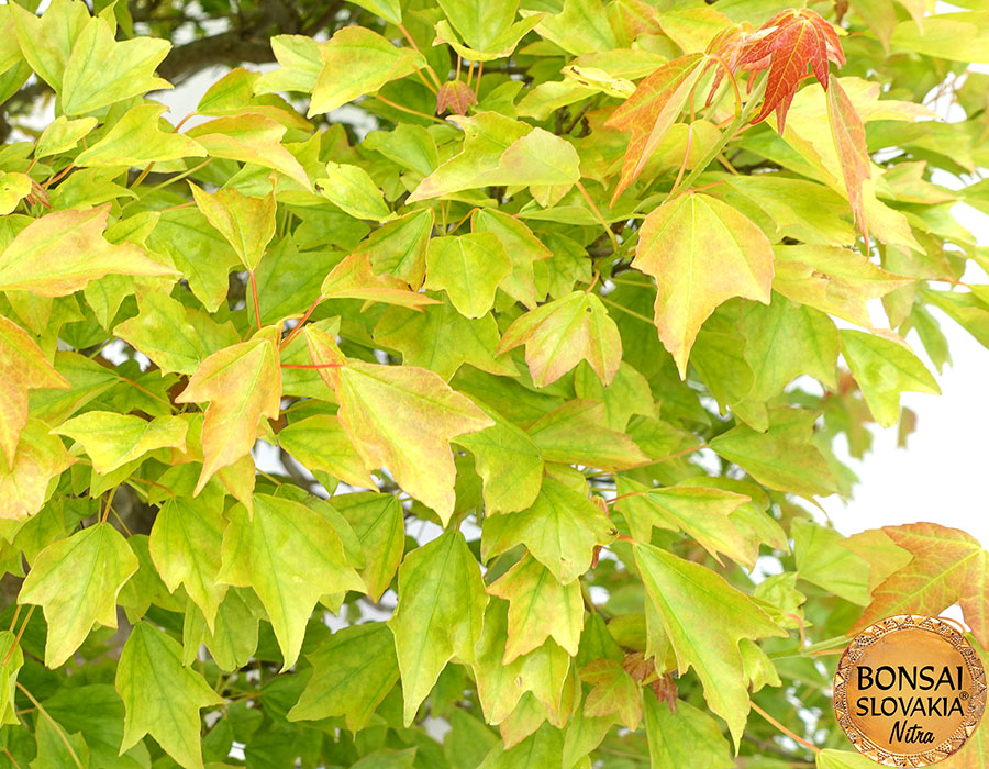 Acer palmatum - javor cca 120  cm