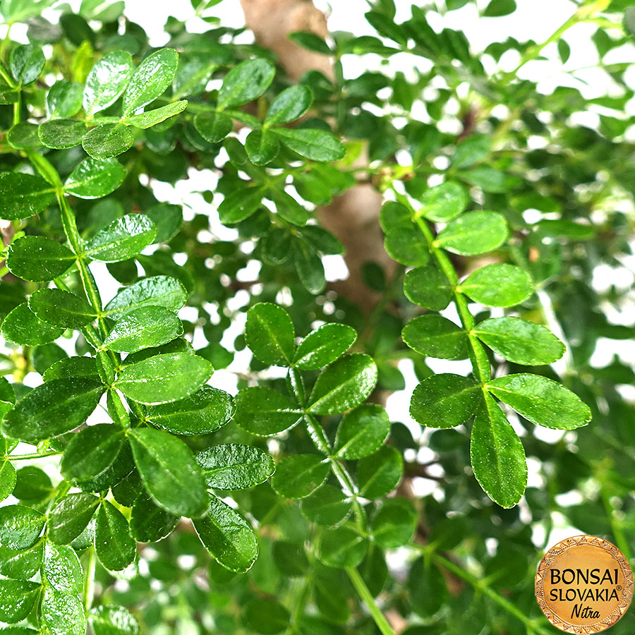 Zanthoxylum piperitum cca 50 cm