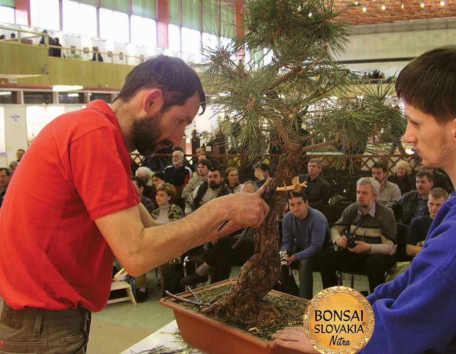 Pinus thunbergii na medzinárodnej výstave Bonsai Slovakia 2003 v Nitre