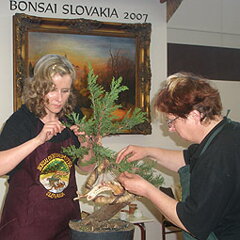 Bonsai Slovakia 2007