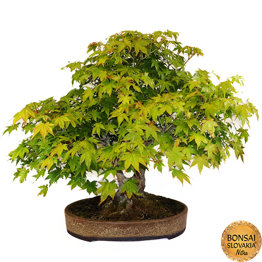 BONSAI: JAVOR, Acer palmatum