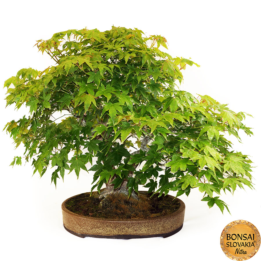 BONSAI: JAVOR, Acer palmatum