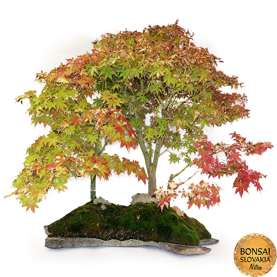 BONSAI: JAVOR, Acer palmatum