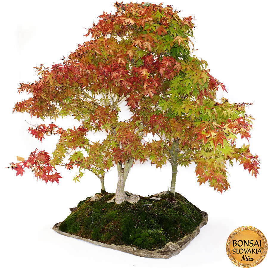 BONSAI: JAVOR, Acer palmatum