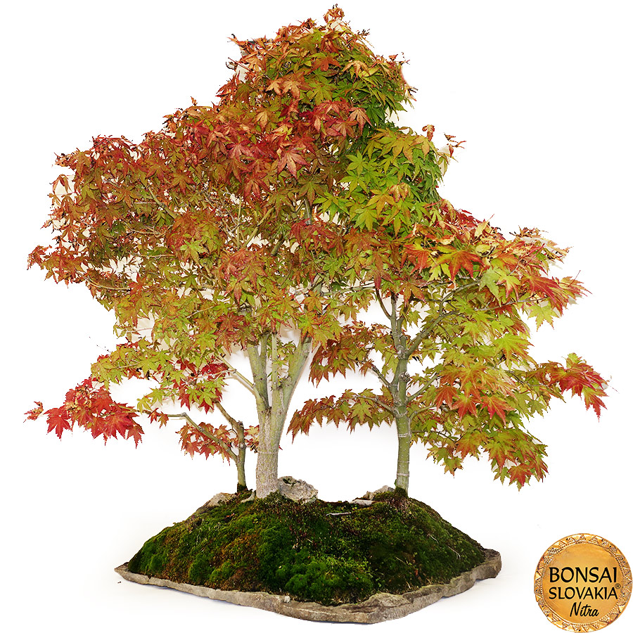 BONSAI: JAVOR, Acer palmatum