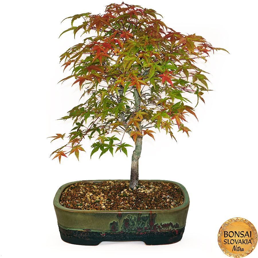 BONSAI: JAVOR 52cm