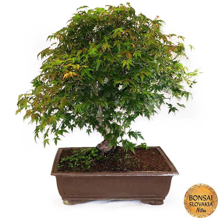 BONSAI: JAVOR, Acer palmatum