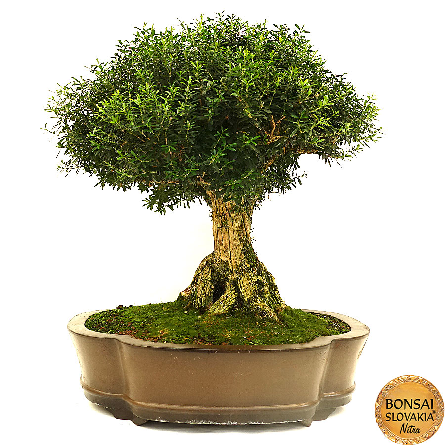 Buxus Harlandii cca 65 cm