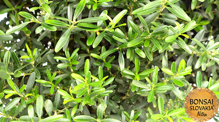 Buxus Harlandii cca 65 cm