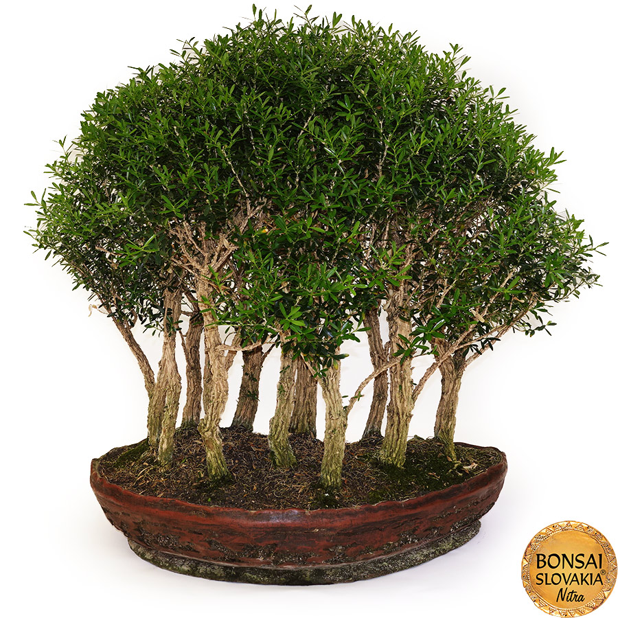 Buxus Harlandii cca 70 cm