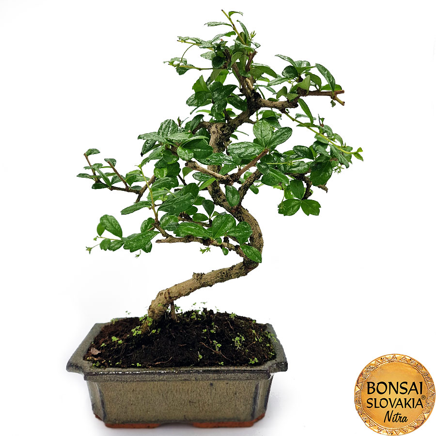 BONSAI: CARMONA MICROPHYLLA