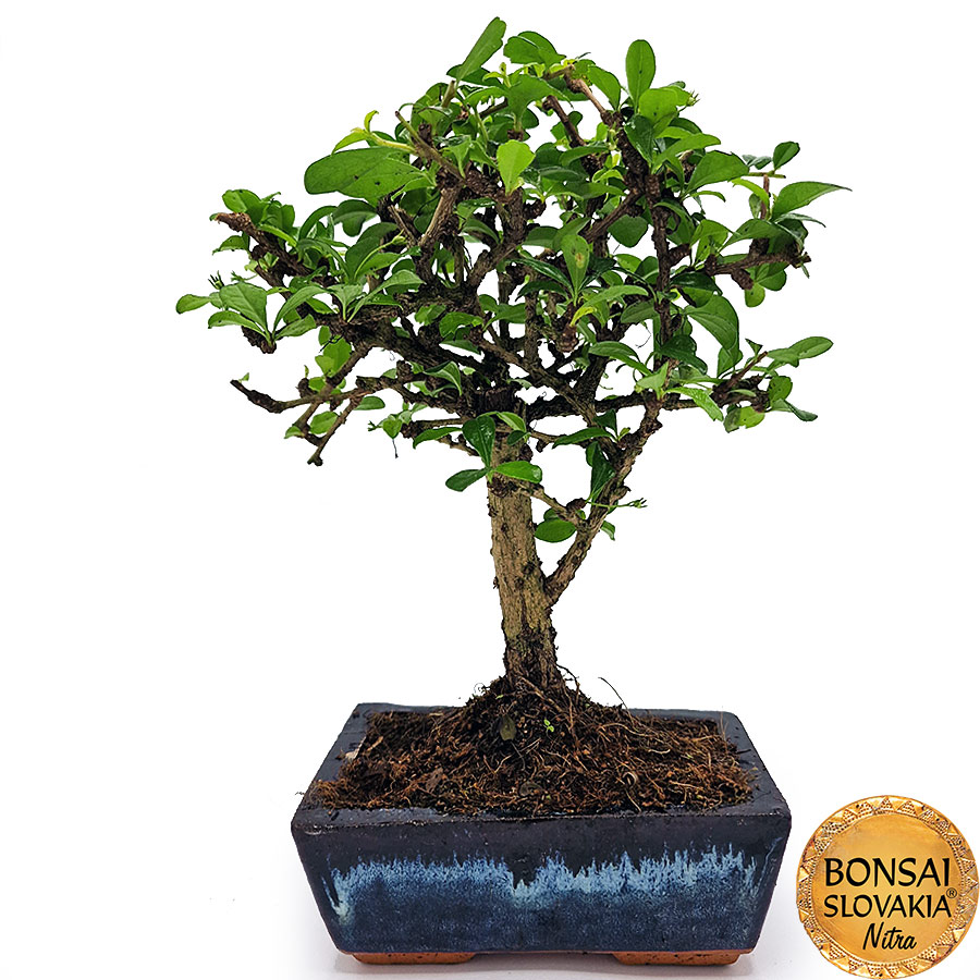 BONSAI: CARMONA MICROPHYLLA