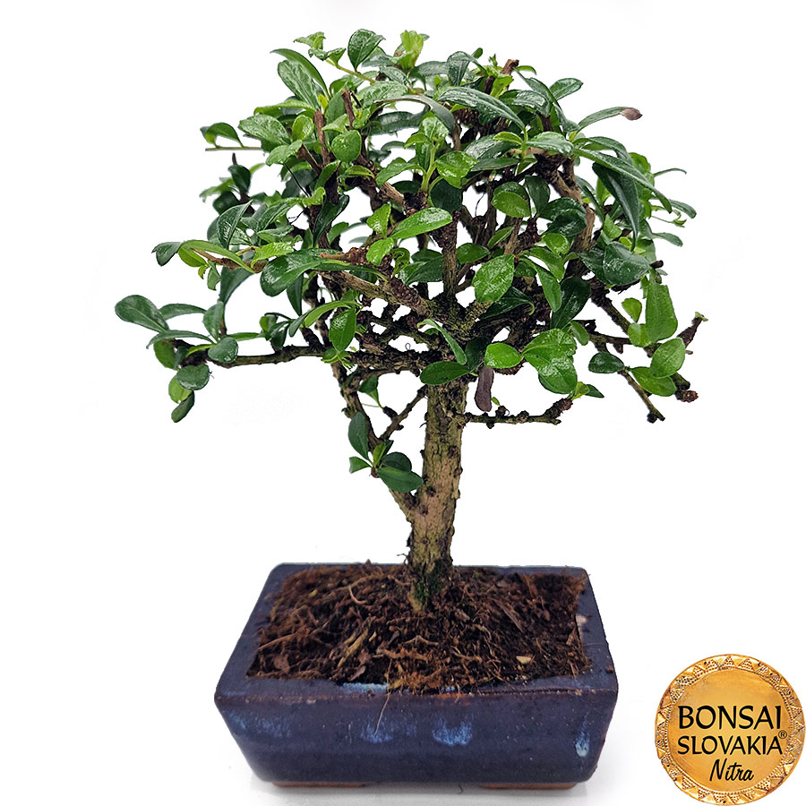 BONSAI: CARMONA MICROPHYLLA