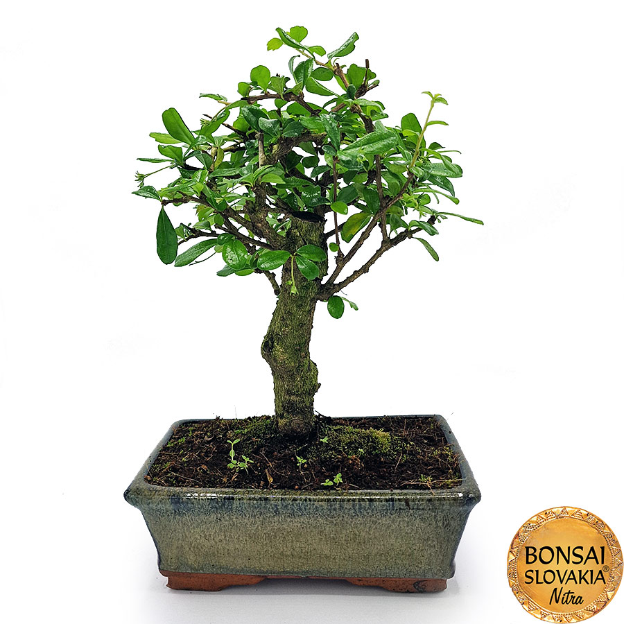 BONSAI: CARMONA MICROPHYLLA 