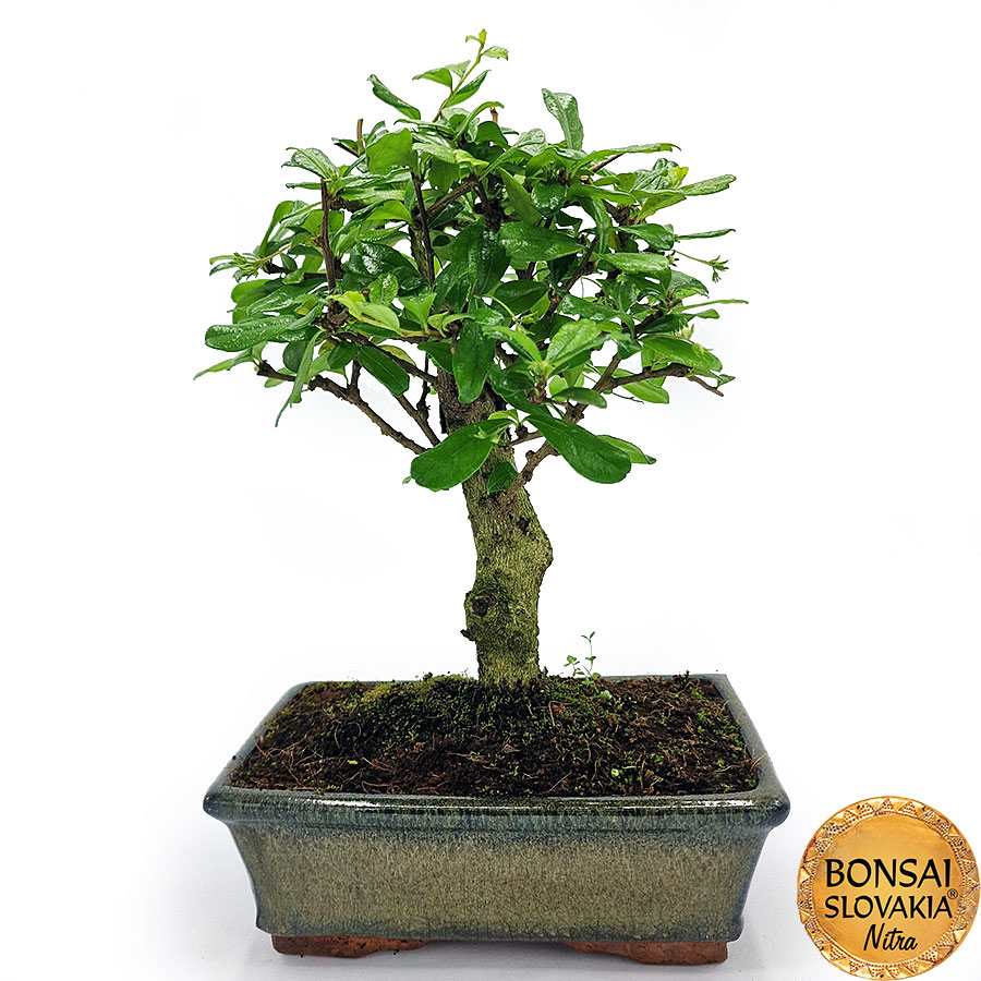 BONSAI: CARMONA MICROPHYLLA 