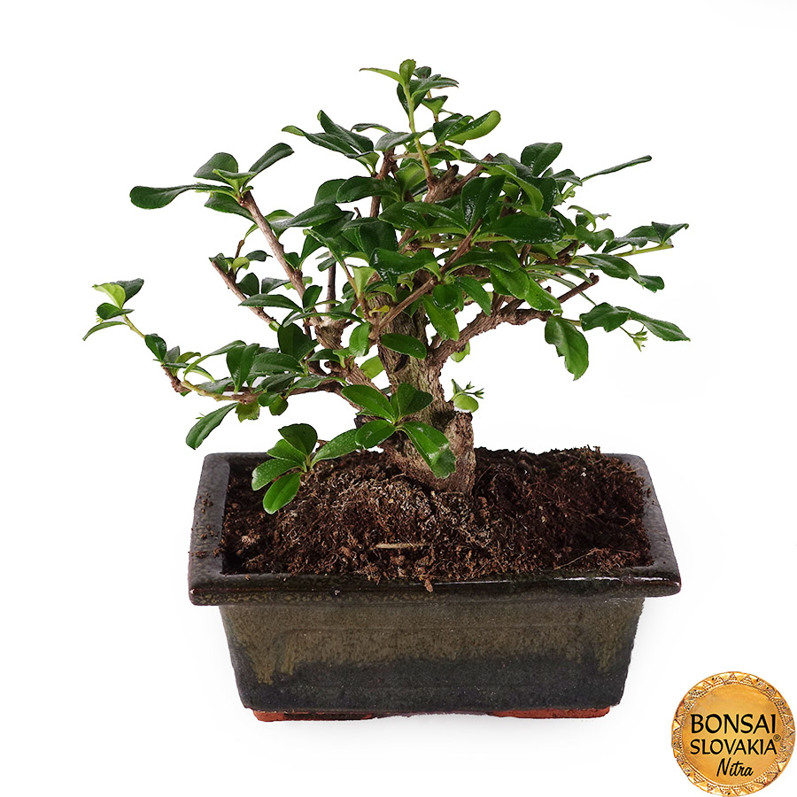 Carmona microphylla