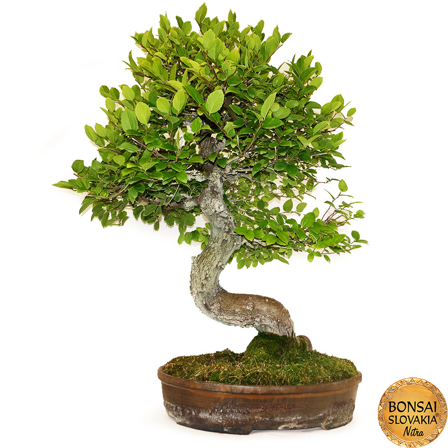 BONSAI: BRESTOVEC ČÍNSKY, CELTIS SINENSIS