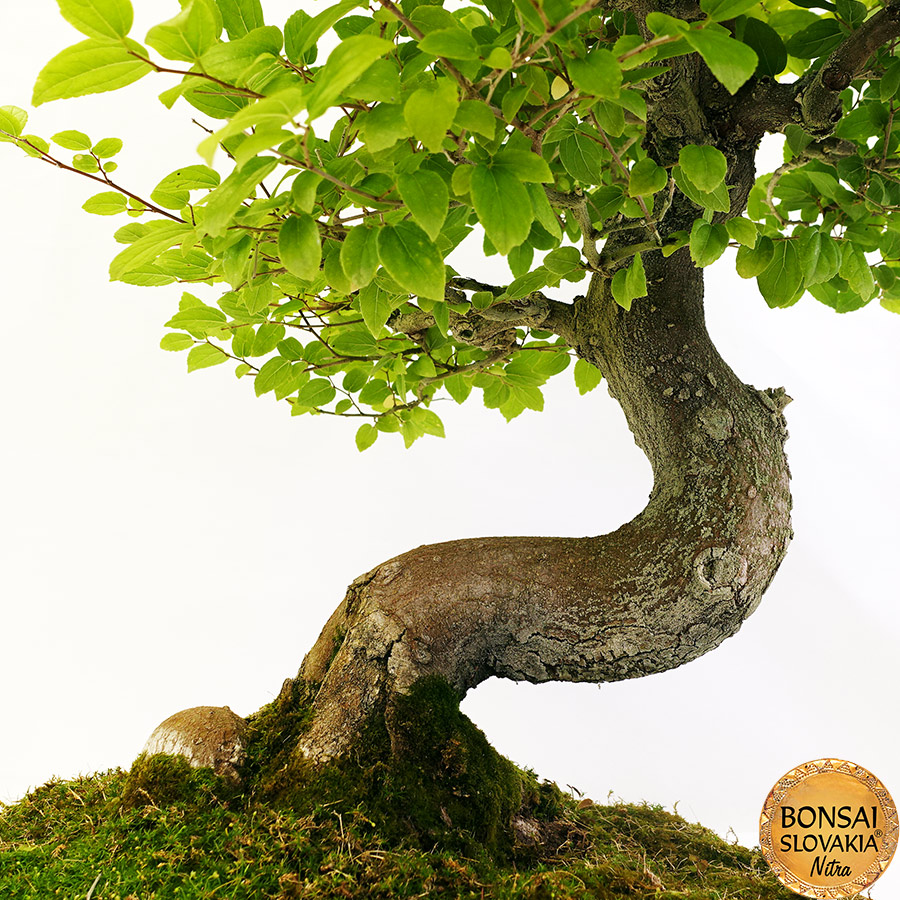 BONSAI: BRESTOVEC ČÍNSKY, CELTIS SINENSIS