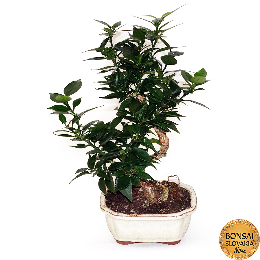 BONSAI: POMARANČOVNÍK, CITRUS MYRTIFOLIA
