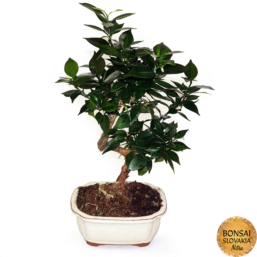 BONSAI: POMARANČOVNÍK, CITRUS MYRTIFOLIA