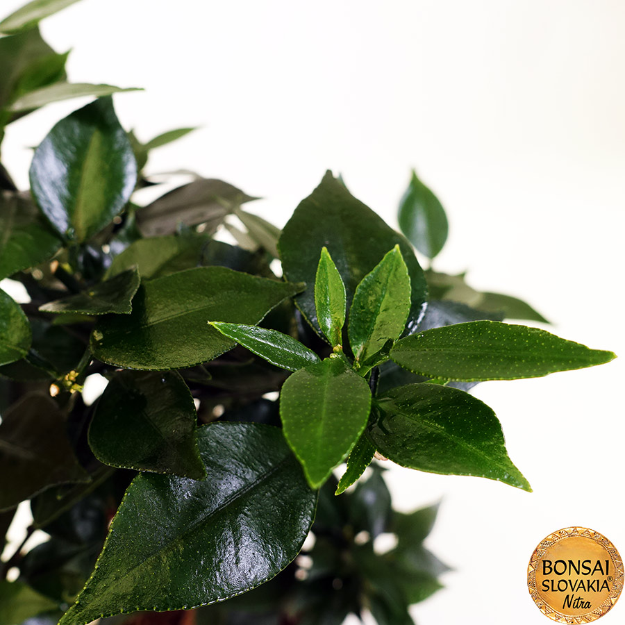 BONSAI: POMARANČOVNÍK, CITRUS MYRTIFOLIA