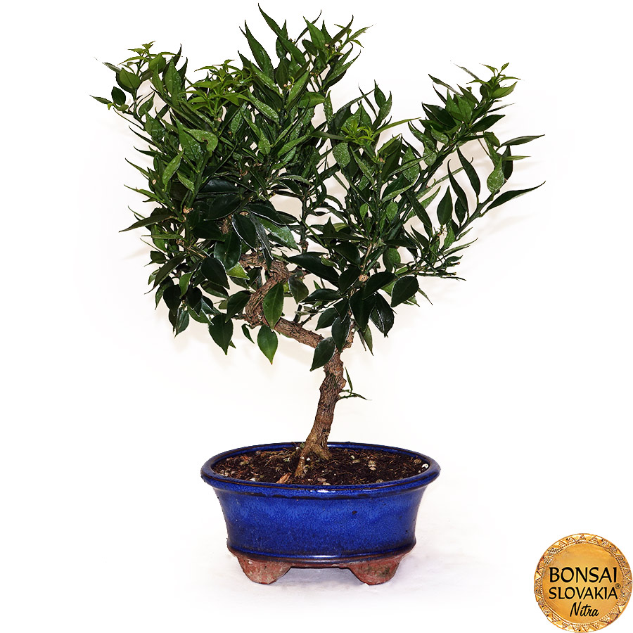 BONSAI: POMARANČOVNÍK, CITRUS MYRTIFOLIA