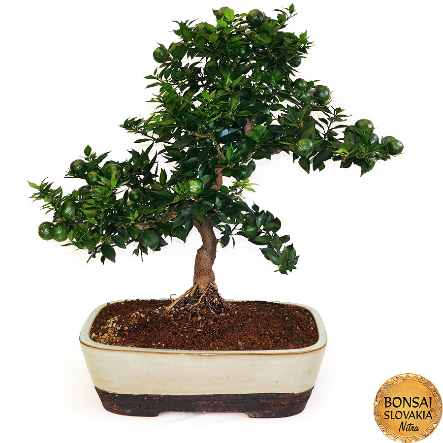 BONSAI: POMARANČOVNÍK, CITRUS MYRTIFOLIA