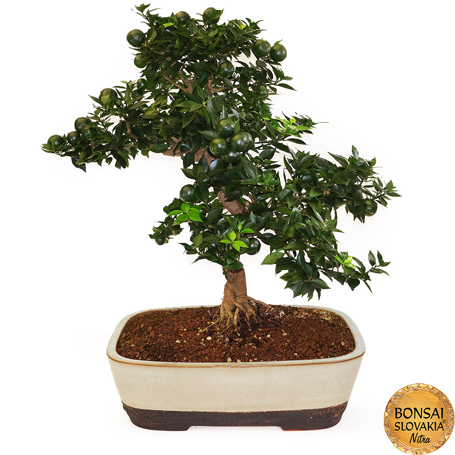 BONSAI: POMARANČOVNÍK, CITRUS MYRTIFOLIA