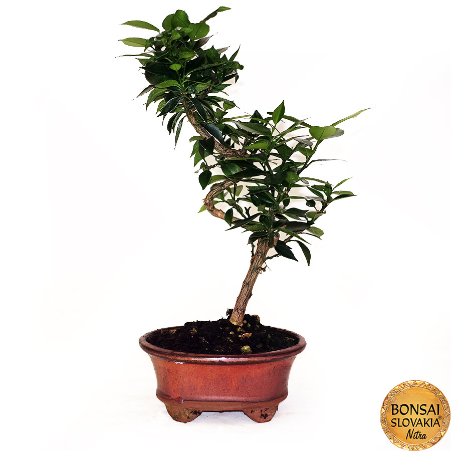 BONSAI: POMARANČOVNÍK, CITRUS MYRTIFOLIA, 40cm