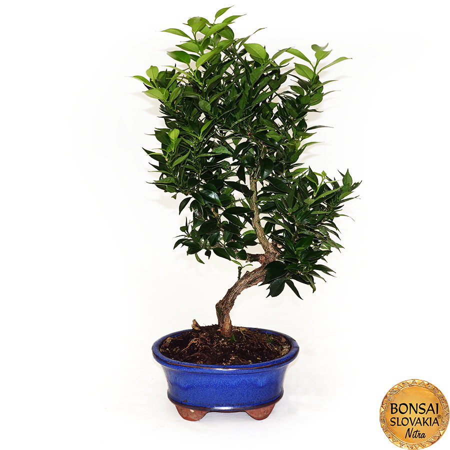 BONSAI: POMARANČOVNÍK, CITRUS MYRTIFOLIA, 45cm