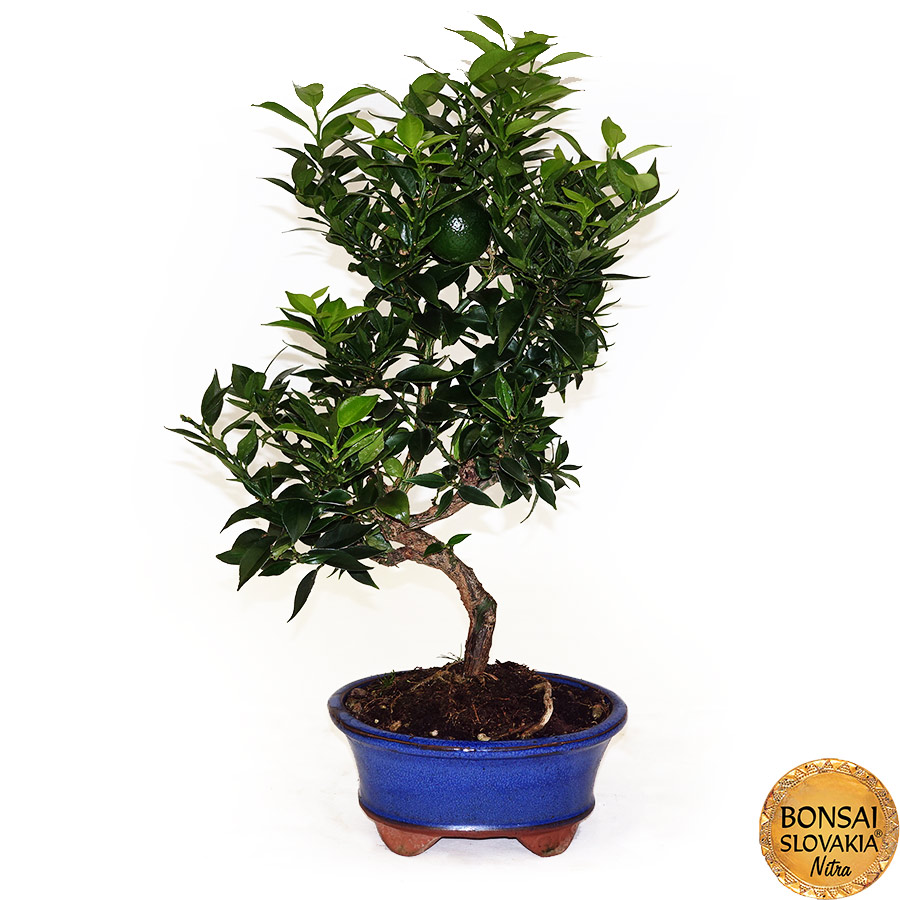 BONSAI: POMARANČOVNÍK, CITRUS MYRTIFOLIA, 45cm