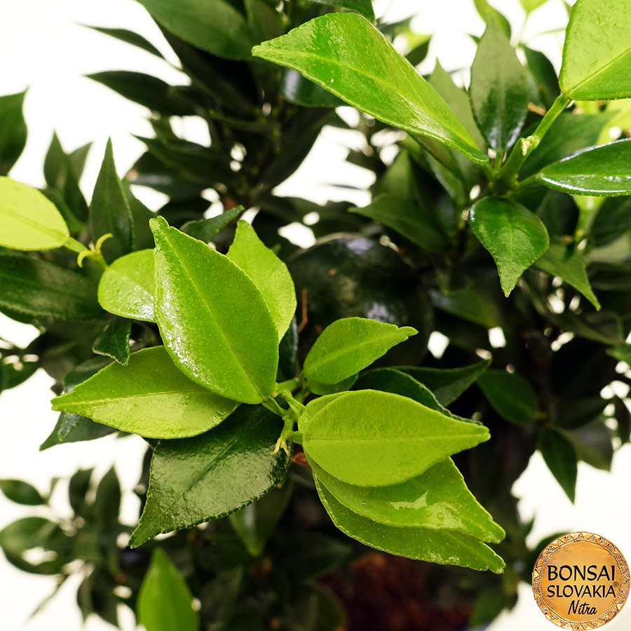 BONSAI: POMARANČOVNÍK, CITRUS MYRTIFOLIA, 45cm