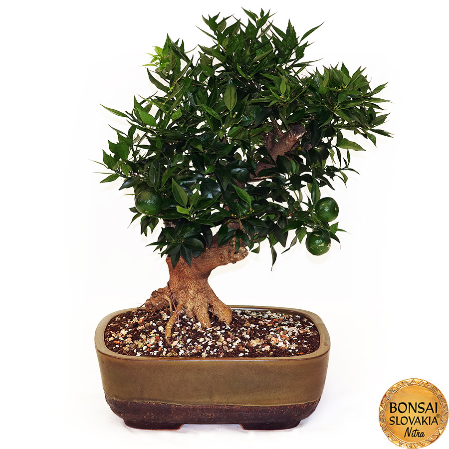 BONSAI: POMARANČOVNÍK, CITRUS MYRTIFOLIA, 55 cm