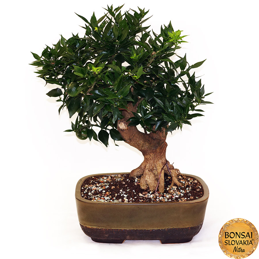 BONSAI: POMARANČOVNÍK, CITRUS MYRTIFOLIA, 55 cm