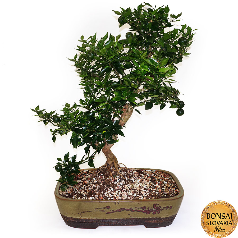 BONSAI: POMARANČOVNÍK, CITRUS MYRTIFOLIA, 70cm