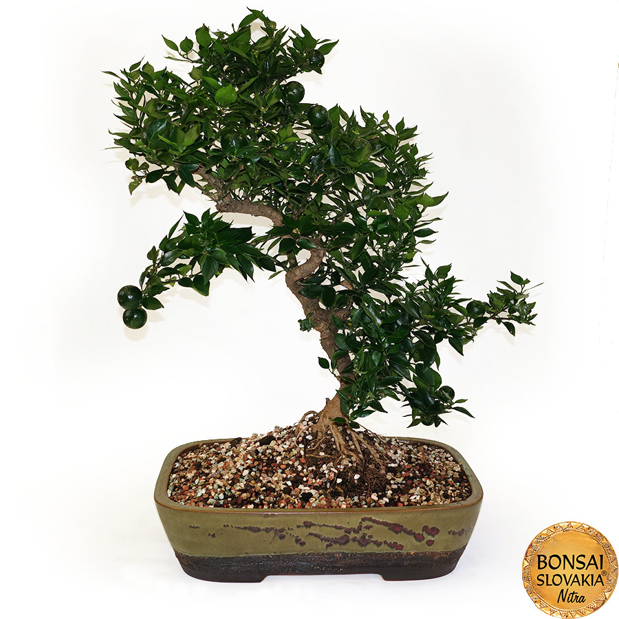 BONSAI: POMARANČOVNÍK, CITRUS MYRTIFOLIA, 70cm