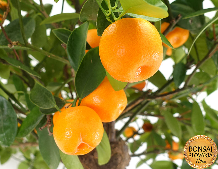 BONSAI CITRUS