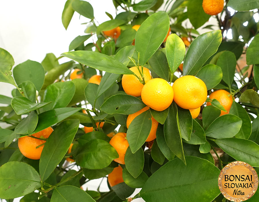 BONSAI CITRUS