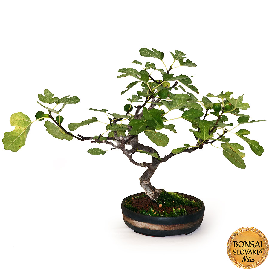 BONSAI: FIGOVNÍK, FICUS CARICA