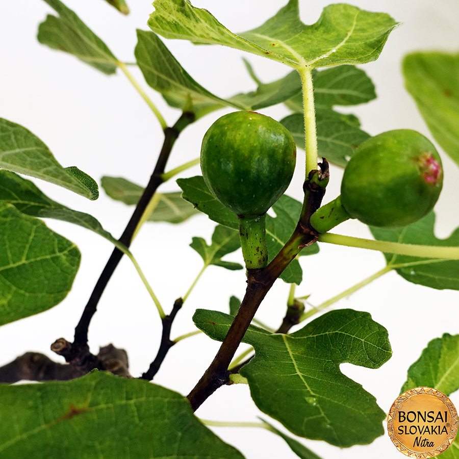 BONSAI: FIGOVNÍK, FICUS CARICA