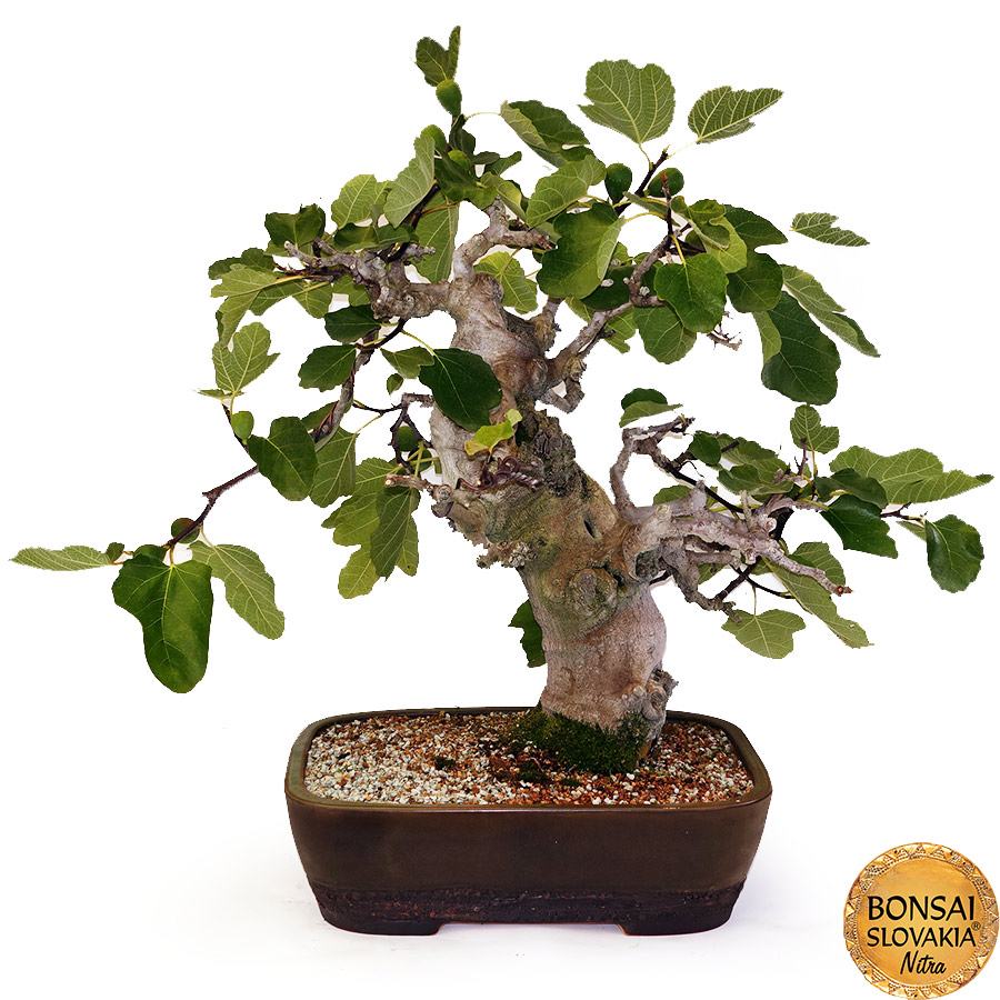 BONSAI: FIGOVNÍK 80cm