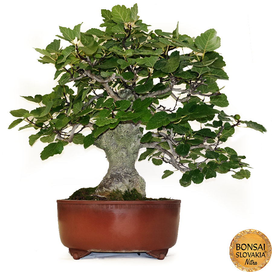 BONSAI: FIGOVNÍK, FICUS CARICA